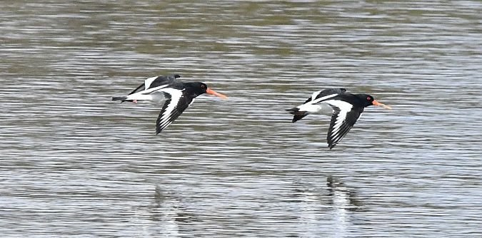 ostrygojad  - Rafał Berger