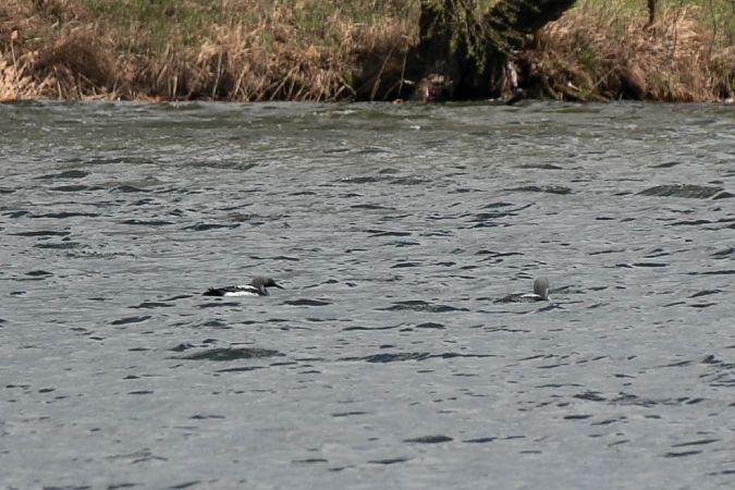 Prachttaucher  - Aleksey Andreyanov