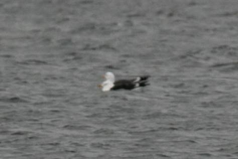 mewa żółtonoga  - Aleksey Andreyanov