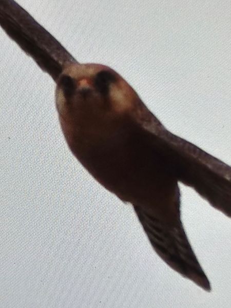 kobczyk  - Jarosław Soboń