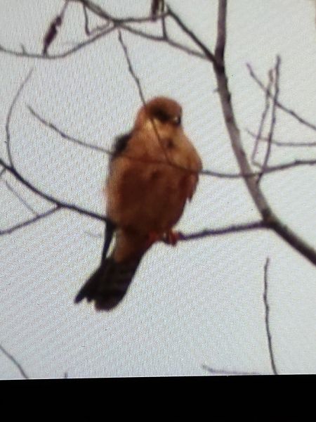 kobczyk  - Jarosław Soboń