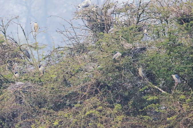 ślepowron  - Natalia Zielke