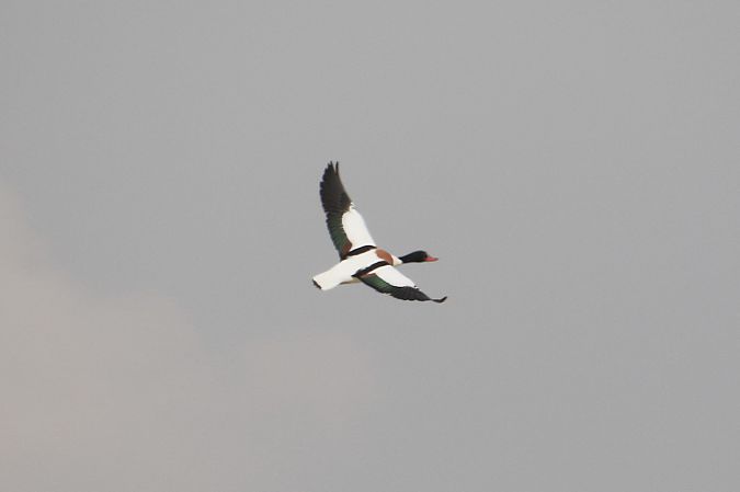 ohar  - Natalia Zielke