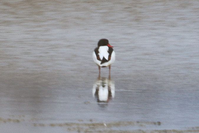 ohar  - Natalia Zielke