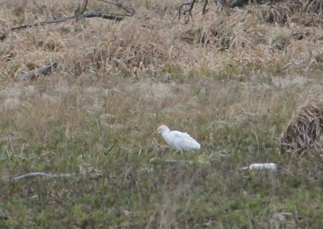 czapla złotawa  - Wierzgoń Jan