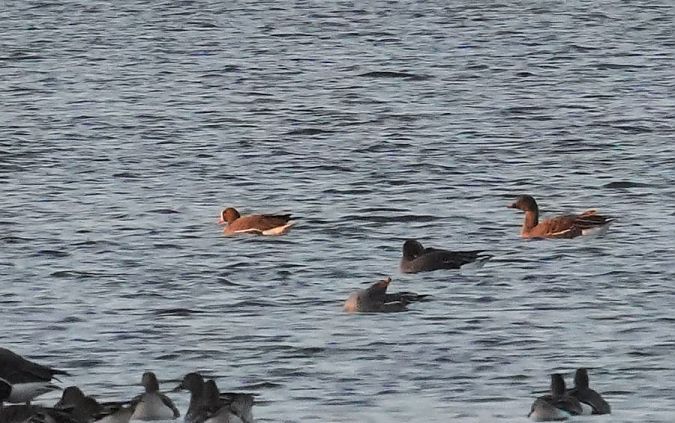 gęś mała  - Rafał Walczybok