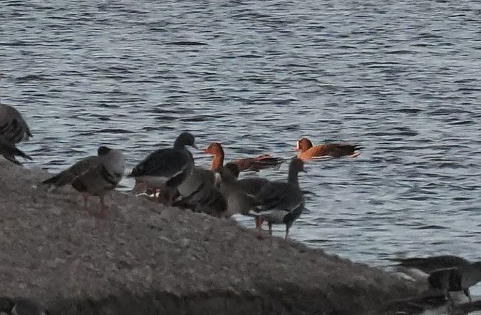 gęś mała  - Rafał Walczybok