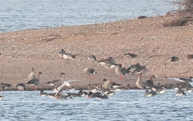 bernikla białolica  - Rafał Walczybok