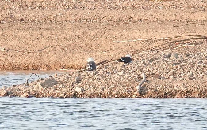 mewa żółtonoga (ssp. fuscus)  - Rafał Walczybok