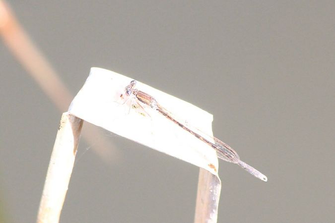 straszka pospolita  - Rafał Walczybok