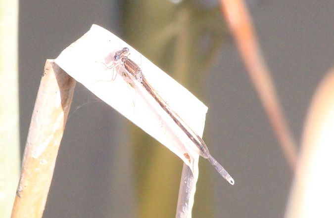 straszka pospolita  - Rafał Walczybok