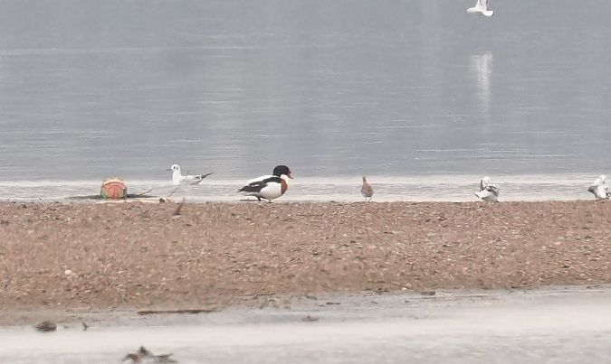 Brandgans  - Rafał Walczybok