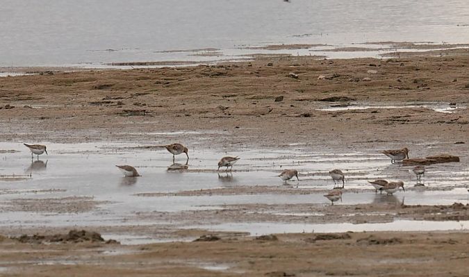 biegus zmienny  - Rafał Walczybok