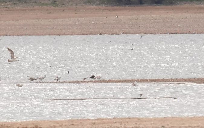 Goéland de la Baltique  - Rafał Walczybok