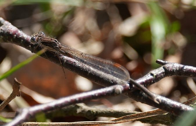 Gemeine Winterlibelle  - Rafał Walczybok