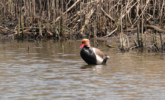 hełmiatka  - Rafał Walczybok