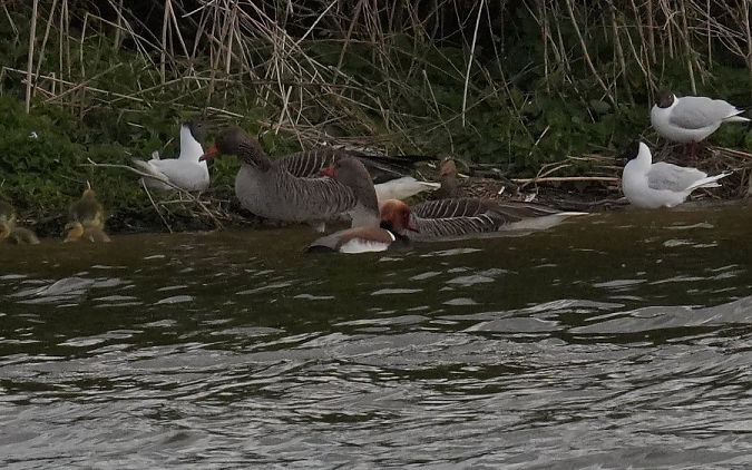 hełmiatka  - Rafał Walczybok