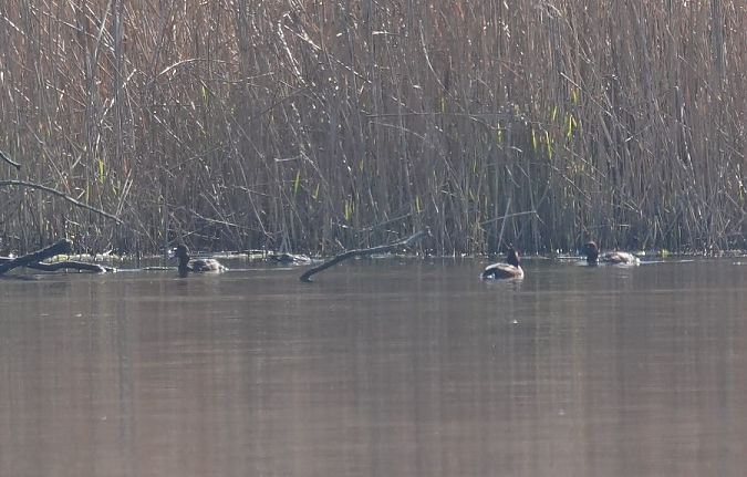 podgorzałka  - Rafał Walczybok
