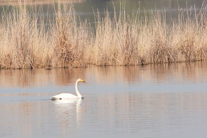 łabędź krzykliwy  - Rafał Walczybok