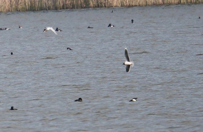 Mouette pygmée  - Rafał Walczybok