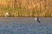 Little Gull  - Katarzyna Matusik