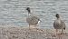 gęś tundrowa  - Jarosław Słowikowski