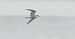 rybitwa rzeczna  - Jarosław Słowikowski