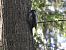 dzięcioł trójpalczasty  - Jakub Hasny