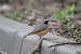 Common Redstart  - Brunon Kwasik