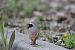 Common Redstart  - Brunon Kwasik