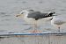 mewa żółtonoga (ssp. graellsii / intermedius)  - Wiktor Kroker