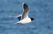 Mouette pygmée  - Wiktor Kroker