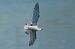 Mouette pygmée  - Wiktor Kroker