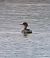 Red-breasted Merganser  - Krzysztof Lis