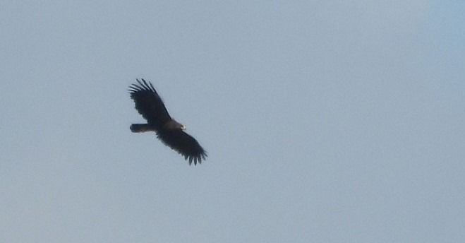 Aigle criard  - Marzena Wielik