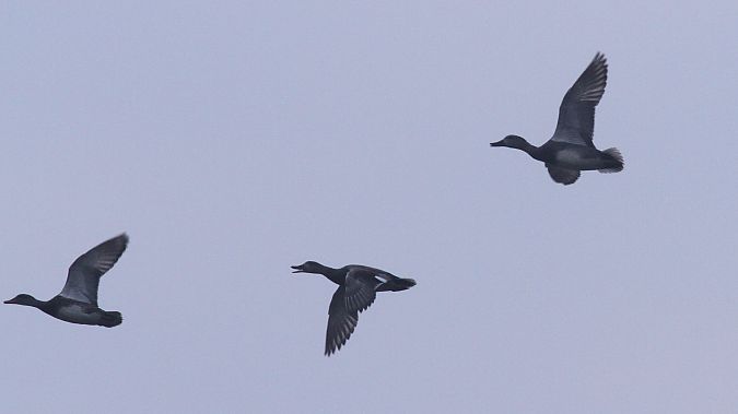 Gadwall  - Grzegorz Kaczorowski