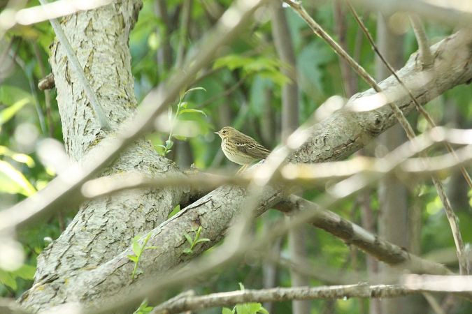 Tree Pipit  - Arek Szypicyn