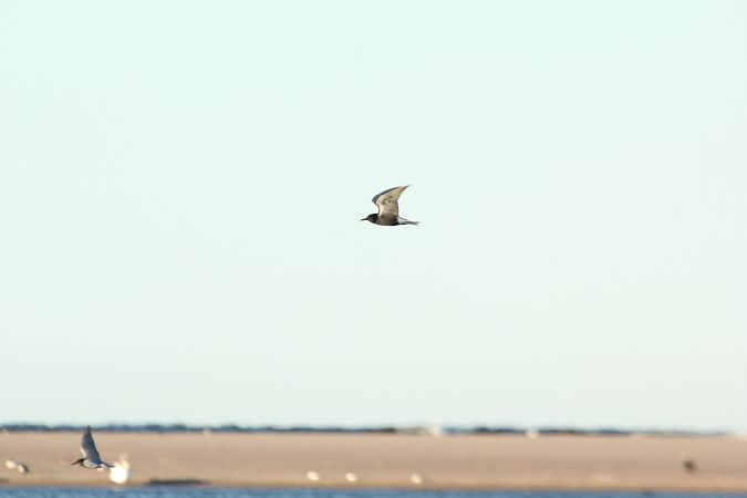 Black Tern  - Arek Szypicyn