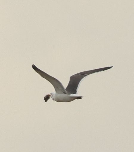 mewa żółtonoga (ssp. fuscus)  - Robert Zbroński