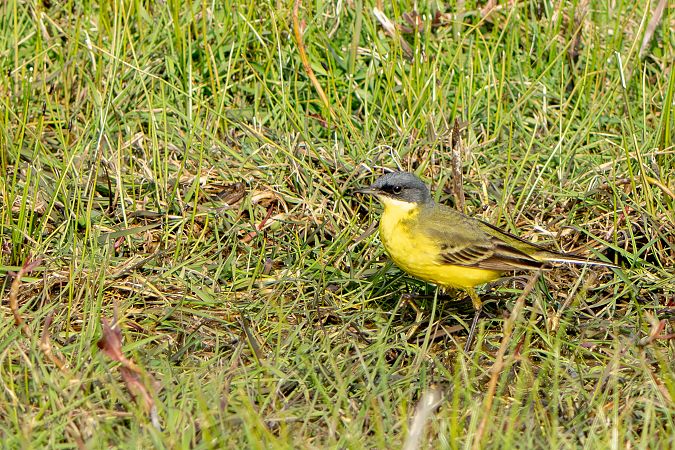 pliszka żółta (tundrowa, ssp. thunbergi) 