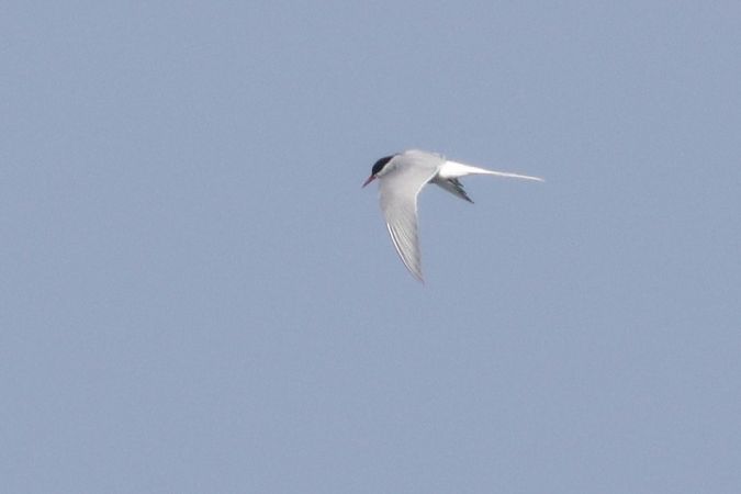 Arctic Tern  - Michał Polakowski