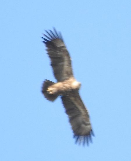 Kaiseradler  - Robert Wakulski