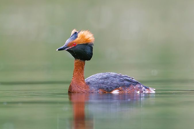 perkoz rogaty  - Michał Rycak