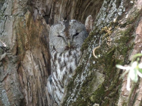 puszczyk  - Andrzej Tarasiuk