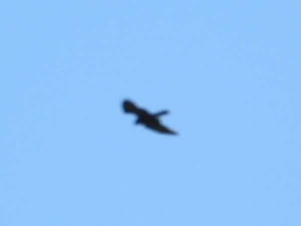 European Honey Buzzard  - Roman Kempa