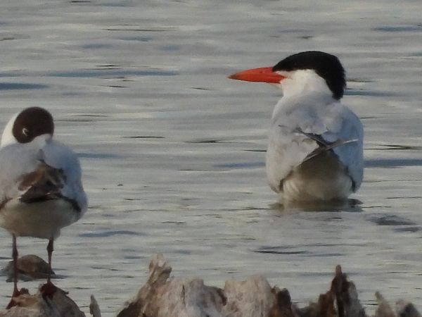 Caspian Tern  - Roman Kempa