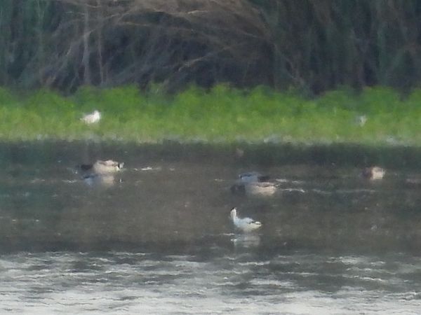 Pied Avocet  - Roman Kempa
