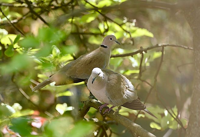 Eurasian Collared Dove  - Hanna Żelichowska