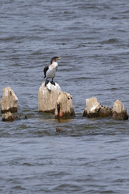 kormoran  - Hanna Żelichowska