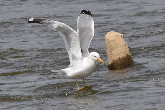 Lesser Black-backed Gull  - Hanna Żelichowska